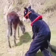 خر نر و ماده خیلی باحاله