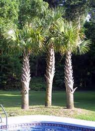 Big al was very helpful, attentive, and educational. Palmetto Palm Palm Trees Ltd