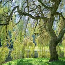Malerische Trauerweide Trauerweide Schnell Wachsende Baume Gartenbaume