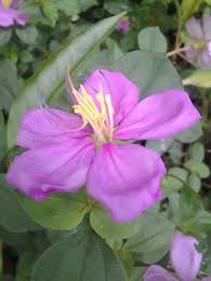 Image result for Heterotis rotundifolia