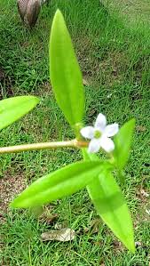 Image result for Oldenlandia geophila