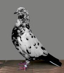Black And White Pigeon Breeds February 2010 Encyclopedia Of Pigeon Breeds Pigeon Breeds Tumbler Pigeons Pigeon Pictures
