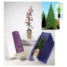 Similar to animals, plants and trees have symbolic meanings. Plant A Tree In Memory Tree Memorial Sympathy Tree Tree Gift