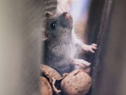 Once you know where the holes are, sealing them depends on the size of the hole. 3 Simple Tips For Avoiding A Rat Mice Infestation Building Inspection Perth