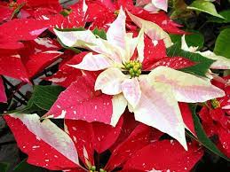 Puansettiya Koroleva Novogodnih Prazdnikov Red And White Flowers Poinsettia Annual Plants