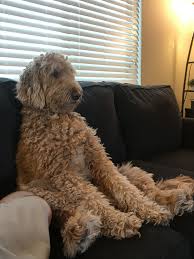 Training videos pictures from each stage puppy available goldendoodle puppies. Standard Goldendoodle Goldendoodle Doodle Dog Goldendoodle Puppy