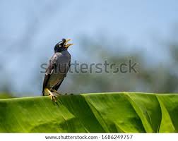 Gambar orang naik kerbau, gambar kerbau, gambar seorang gembala, gambar anak gembala sapi, gambar gembala domba, gembala kerbau di bloging tips news gambar unik kerbau dan anak gembala sumber didiksugi.blogspot.com. Shutterstock Puzzlepix