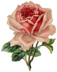 Free Printable Paper Tole Roses 39 Responses To Free Clip Art Vintage Roses Clip Art Vintage Rose Art Flower Art