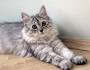 Do Hypoallergenic Cats Exist? - WebMD
