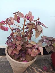 Image result for Triumfetta dekindtiana