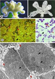 Image result for Crotalaria podocarpa
