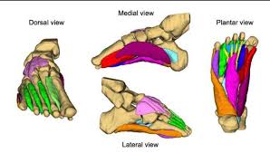 The muscles acting on the foot can be divided into two distinct groups; James Elliott On Twitter Preprint New Insights From Melindam Smith Natjcollins Co Re Intrinsic Foot Muscle Morphology And Composition Using Ultra High Field 7 Tesla Mri Https T Co 7rpldoqbhk Doi 10 21203 Rs 3 Rs 53284 V1 Https T