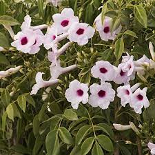 We did not find results for: Vines Vines Ground Covering Nursery Vines For Sale Mesa Gilbert And Queen Creek