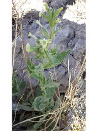 Image result for Olax obtusifolia