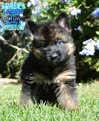 *sasha von stein is new to westside and we are still discovering her wonderful. German Shepherd Puppies For Sale Near Me