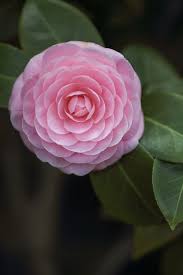 Flower delivery by canada flowers · canada's national florist · canada flowers.ca. Untitled Pretty Flowers Amazing Flowers Beautiful Flowers