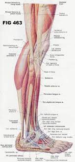 Muscle fiber anatomical vector illustration, medical education information. Calves Anatomy Anatomy Drawing Diagram
