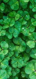 We did not find results for: 4k Lucky St Patrick S Day Wallpapers