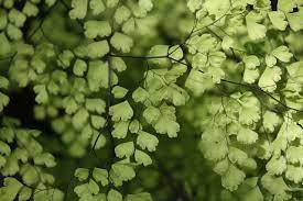 Check spelling or type a new query. How To Grow Maidenhair Fern Adiantum Gardening Channel