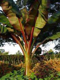Image result for Ensete ventricosum