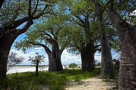 Picture Of Baines Baobabs Kudiakam Pan Nxai Pan National Park Botswana Africa Botswana Africa Honeymoon Travel Experience