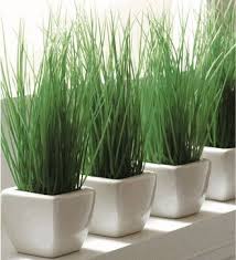 I thought i would test and see if the seeds would grow if i just threw them on top of the soil. Potted Wheat Grass Modern Indoor Pots And Planters Planter Pots Indoor Indoor Plants Plants