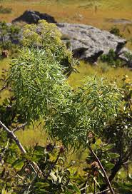 Image result for Heteromorpha arborescens