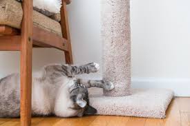 Our loungers, corrugated scratchers and boards let her sharpen her claws our cat scratching posts are more than just cat toys; The Best Cat Scratchers For 2021 Reviews By Wirecutter