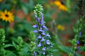 Image result for Lobelia uliginosa