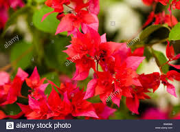 The underlying mortgages are repaid. Bougainvillea Wac Campbell In Voller Blute Stockfotografie Alamy