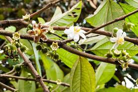 Image result for Bellucia