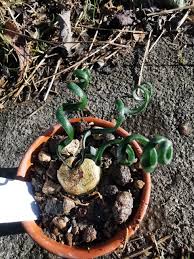 Image result for Trachyandra burkei