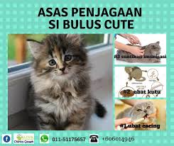 Ubat cacing sepatutnya diberi kepada kucing setiap 3 bulan. Klinik Kucing Chinta Qaseh Salam Mommy Chintaqaseh Nak Kongsi Sikit Apa Yang Mommy Kena Buat Pada Anak Bulus Yang Tersayang Basically Untuk Mommy Yang Ada Anak Kucing 1 Ubat Cacing Ubat