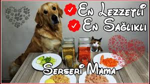 Serseri Mama Yapimi Kedi Ve Kopek Icin Evde Ogun Hazirlayin Hayvaniniz Sagligi Icin Seyredin Youtube