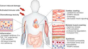 External intercostals internal intercostals transversus thoracis thoracic diaphragm. Understanding The Common Mechanisms Of Heart And Skeletal Muscle Wasting In Cancer Cachexia Oncogenesis