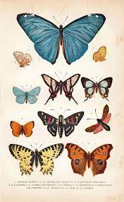 1891 Butterflies Antique Chromolithograph Entomology Arte De Insectos Produccion Artistica Arte De Ilustracion