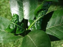 My Gardenia S Leaves Are Curling What Causes Wrinkled Gardenia Leaves Gardenia Plant Gardenia Leaves