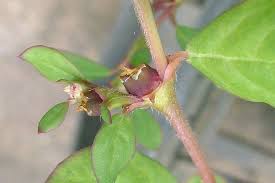 Image result for Trianthema portulacastrum