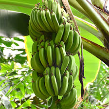 Image result for Musa Cavendish