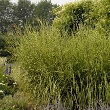 Image result for Miscanthus sinensis