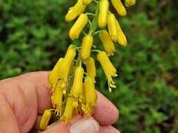 Image result for Aloiampelos tenuior