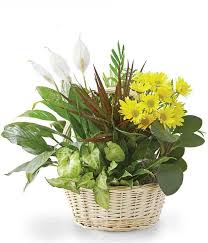 Maybe you would like to learn more about one of these? Flowers For Men Masculine Flowers Fromyouflowers