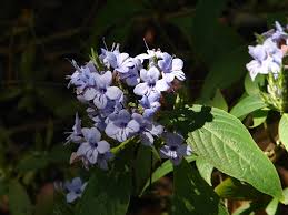 Image result for Eranthemum pulchellum