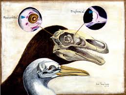 Birds and dinosaurs, dinosaurs and birds, did one evolve from the other or did they evolve in similar environments under similar conditions? Embryological Study Of The Skull Reveals Dinosaur Bird Connection