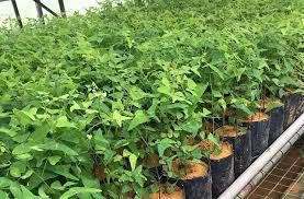 Khasiat pokok hempedu bumidi kalangan masyarakat melayu, air rebusan tumbuhan ini digunakan untuk merawat demam, darah tinggi, cirit birit, luka, ulser. 5 Herba Viral Ini Bahaya Dan Mengancam Kesihatan Anda Impiana