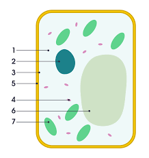 The animal cell is made up of several structural organelles enclosed in the plasma lysosomes break down macromolecules components from the outside of the cell into simpler elements that are transported into the cytoplasm via a proton. File Simple Diagram Of Plant Cell Numbers Svg Wikipedia