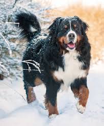 Bernese Mountain Dog Health Problems Feeding