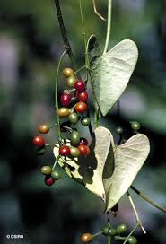 Image result for Tinospora orophila