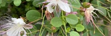 Image result for Caperonia fistulosa