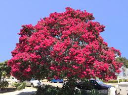 Maybe you would like to learn more about one of these? Crape Myrtle Santa Barbara Beautiful